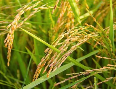 الزراعة وتوفير تقاوي الأرز الصيفية بالمحافظات
