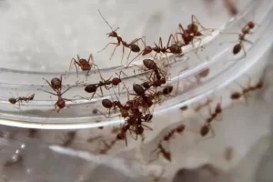 القضاء على النمل بمكونات من المنزل