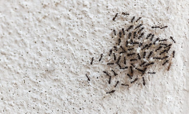 القضاء على النمل بمكونات من المنزل