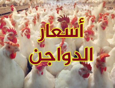 أسعار الدواجن اليوم