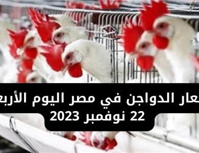 أسعار الدواجن اليوم 22 نوفمبر 2023