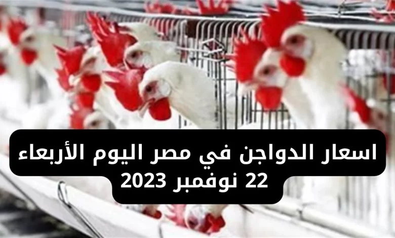 أسعار الدواجن اليوم 22 نوفمبر 2023