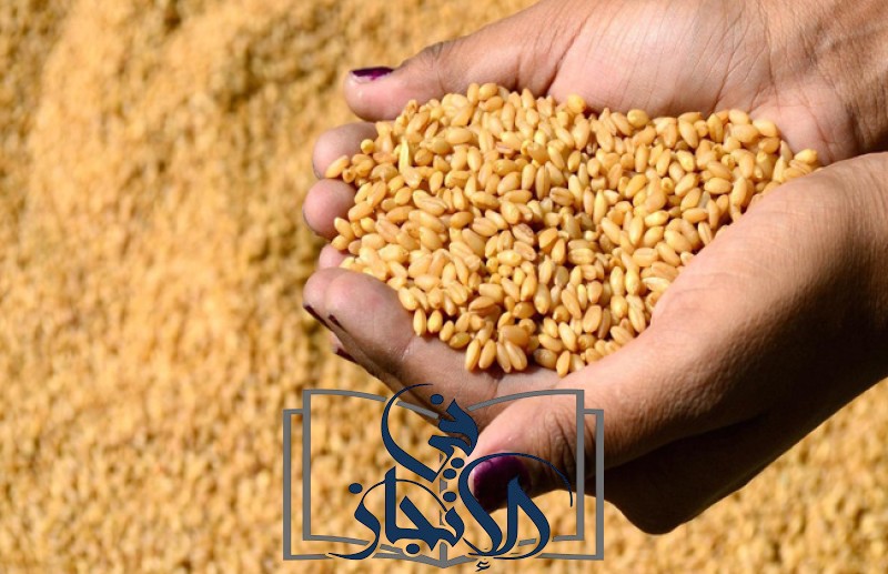 بني سويف تحقق إنجازاً في موسم توريد القمح: استلام 272 ألف طن وتجاوز المستهدف
