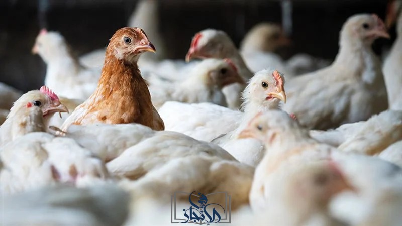 تباين في أسعار الفراخ بالأسواق المصرية اليوم الأربعاء