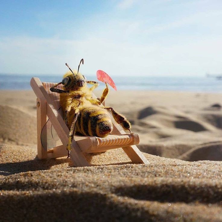كم عين لدى النحلة 🐝 ؟