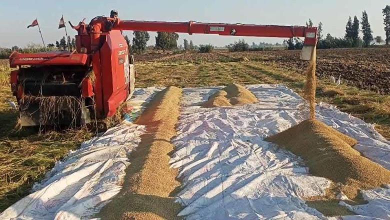 سعر الأرز الشعير في مصر يوم الجمعة 22-9-2023: إنتاج وأسعار لعام 2023